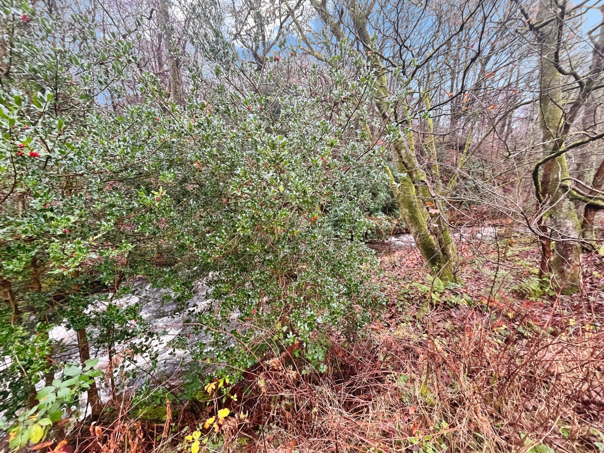 Photo 25